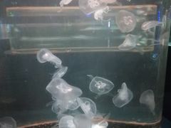 -重庆欢乐海底世界