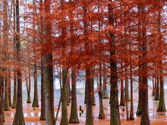 -白鹭湾湿地公园