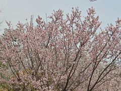 -海棠花溪(元大都城垣遗址公园)