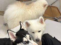 -共舞时光猫咖·狗咖(新街口店)