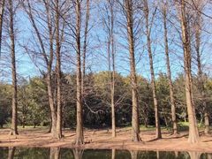 -上海共青森林公园