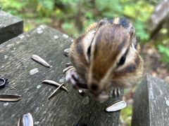-五营红松林海景区
