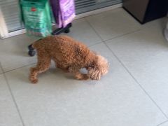 -瑞派福兴宠物医院犬猫全科·骨科·中西医结合(河东店)