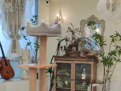 -共舞时光猫咖·狗咖(新街口店)