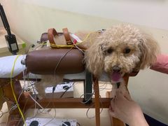 -美联众合动物医院·24h转诊中心
