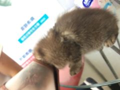 -创凡宠物医院·骨专科  猫科中心(西乡分院)