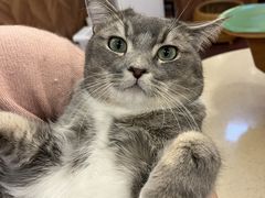 -MOCHA明星猫咖(田子坊店)