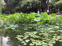 -莲湖公园