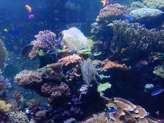 -新加坡海洋生态馆