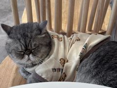 -楼上猫咖(罗湖店)