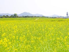 -光明小镇欢乐田园
