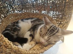 -飞行喵MR PILOT|猫舍·猫咖(静安大融城店)