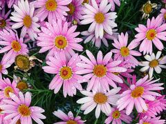 -宋庆龄幼儿园(虹梅路)