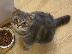 -猫咪派对(江南西店)