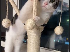 -猫大福·Fortune Cat猫舍(百子湾店)