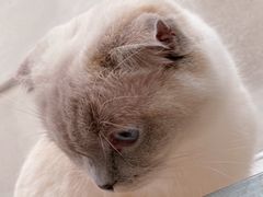 -藏猫猫咖啡主题馆(中央大道店)