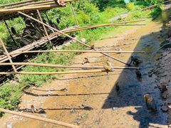 -西双版纳原始森林公园