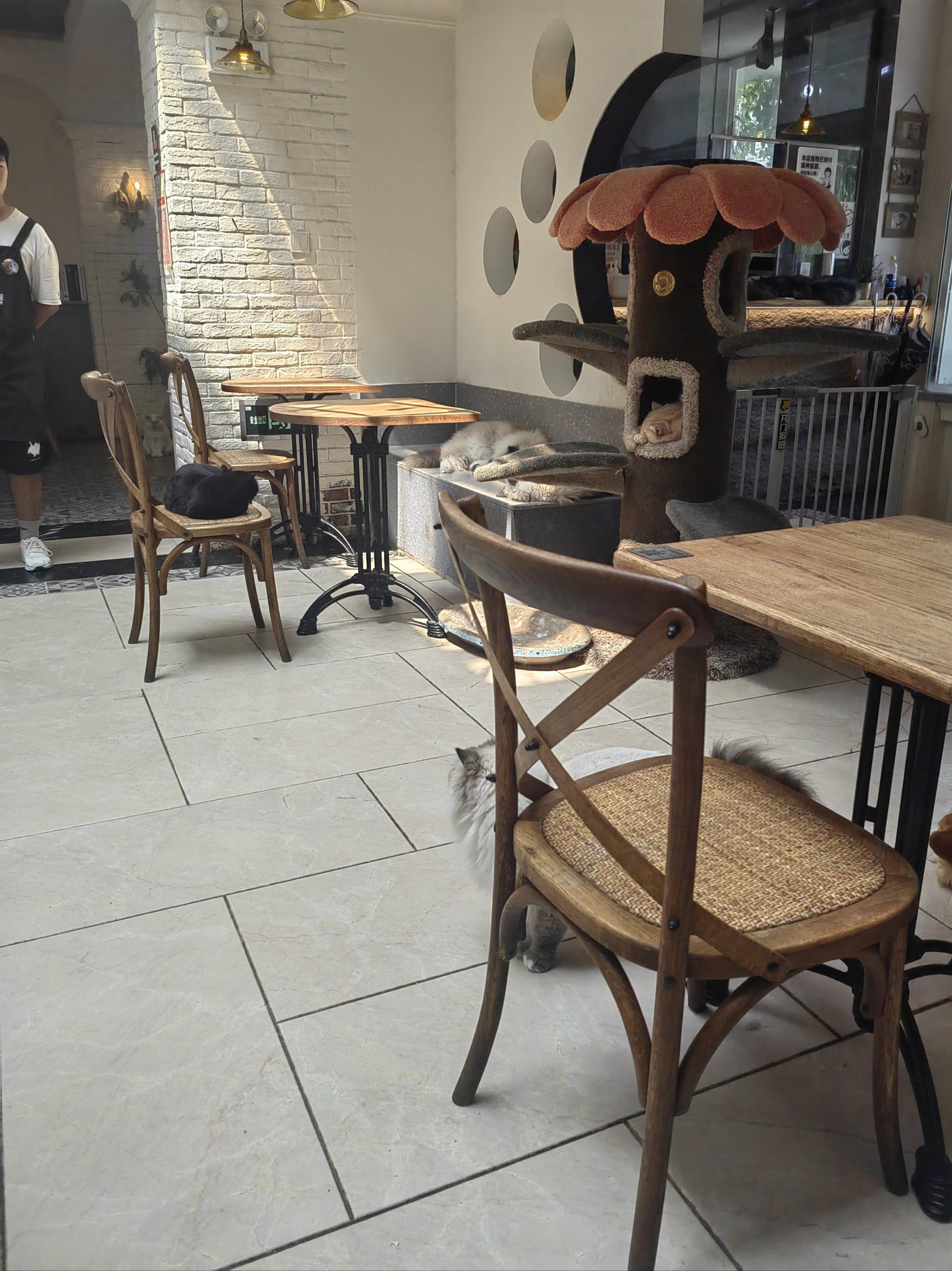 这家猫咖的环境非常舒适,店面设计独特