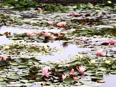 -莲花池公园