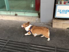 -黄桷坪涂鸦艺术街
