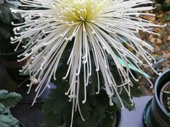 -杭州植物园