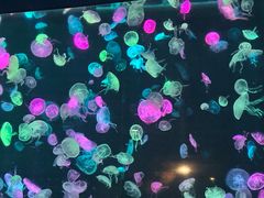 -雨林餐厅(长隆海洋王国店)