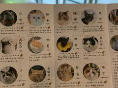 -喵屿·大理花园猫咖