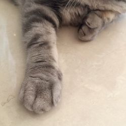 点击看大图 狗狗-AC TATTOO 纹身