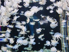 -太平洋海底世界