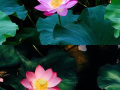 -桃花堤公园