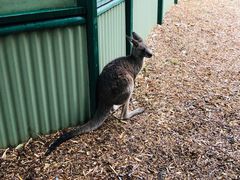 -费瑟代尔野生动物园