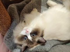 -滚猫咖啡·猫咖·猫友好撸猫(未来城店)
