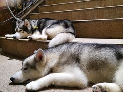 -more than meow吴止猫主题餐厅(承德 中船汇店)