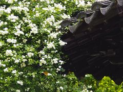 -西园戒幢律寺