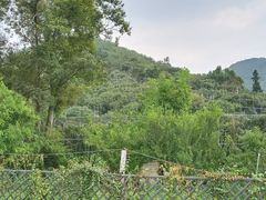 -树山生态村