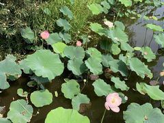 -荷塘月色湿地公园·向阳花洲