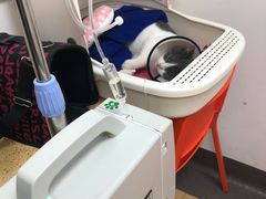 -伟伟宠物医院·瑞派猫友好医院·猫科(光谷店)