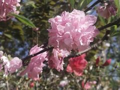 -南汇桃花村
