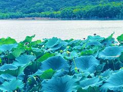-湖畔居茶楼(湖滨店)