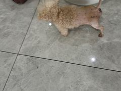 -瑞鹏瑞爱宠物医院·全科·猫科·血液透析中心(龙头寺店)