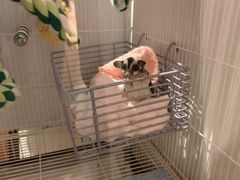 -青石桥花鸟鱼虫市场(叠翠城店)