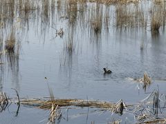 -野鸭湖国家湿地公园