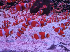 -海合安成都极地海洋公园