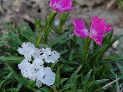 -合肥滨湖国家森林公园