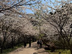 -南山植物园