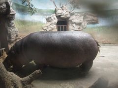 河马犇犇20201115-北京动物园