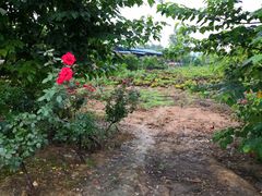 -都江堰玫瑰花溪谷