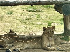 -西霞口神雕山野生动物世界