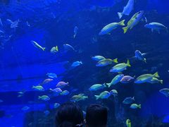 -海合安成都极地海洋公园