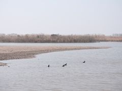 -宁波杭州湾国家湿地公园